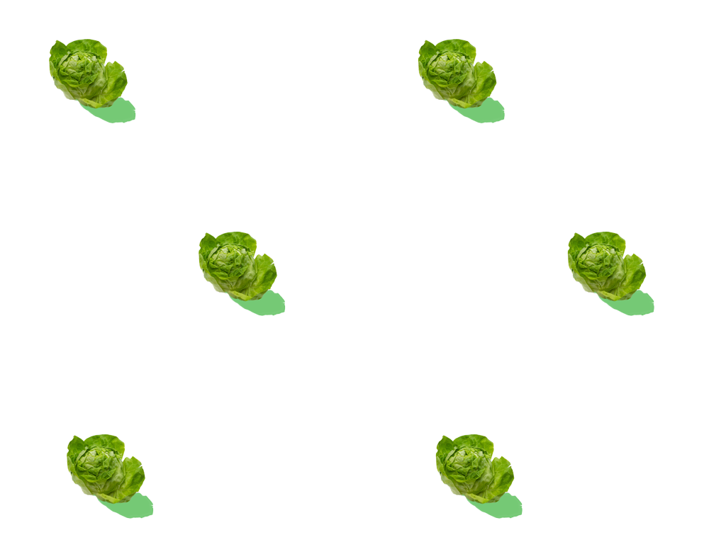 lechugas