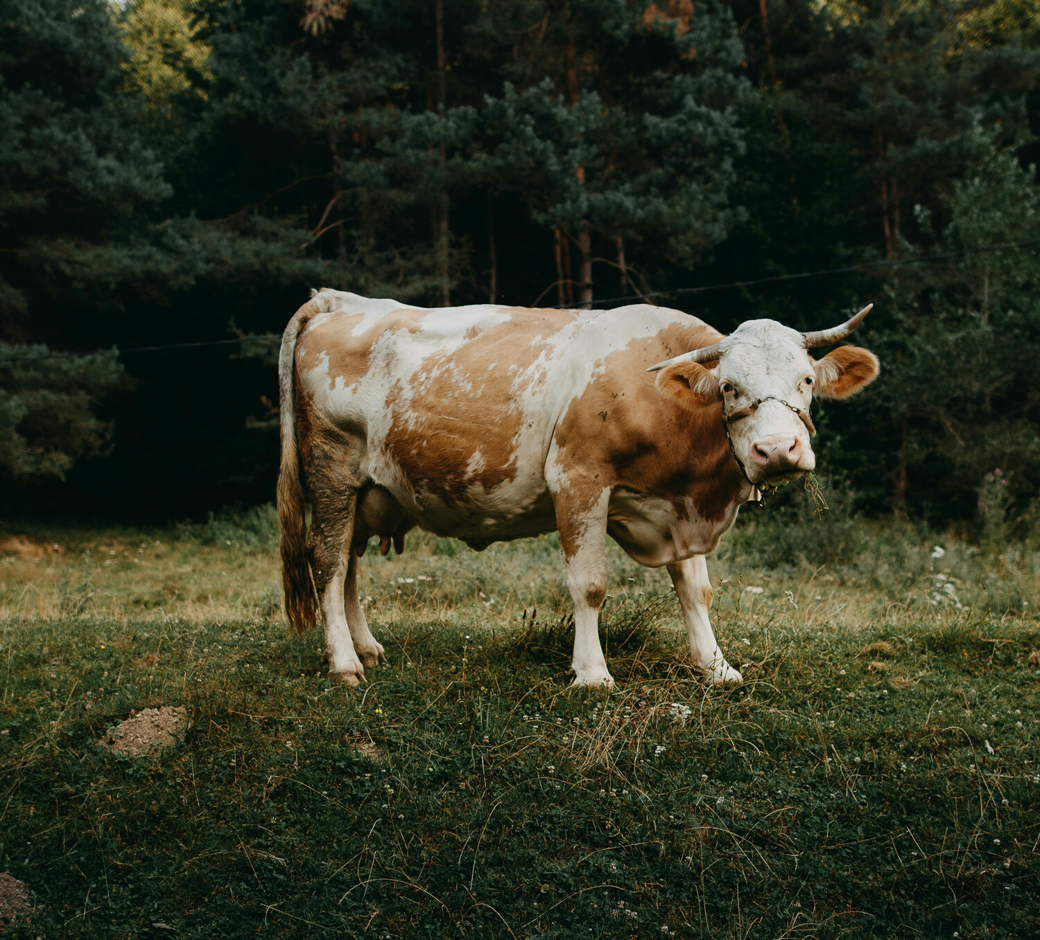 vaca